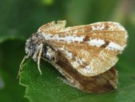 Bupalus piniaria, Kiefernspanner