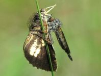 Bupalus piniaria, Kiefernspanner