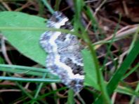 Epirrhoe sp.