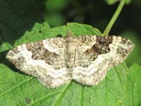 Epirrhoe sp.