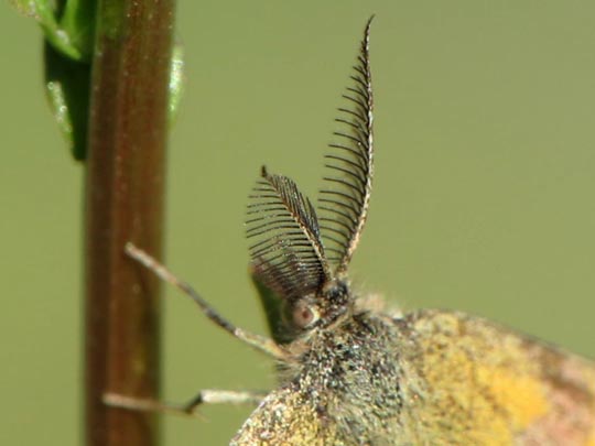 Lythria cruentaria, Ampfer-Purpurspanner
