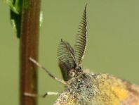 Lythria cruentaria, Ampfer-Purpurspanner
