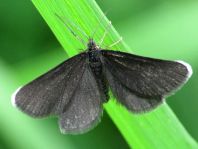 Odezia atrata, Schwarzspanner