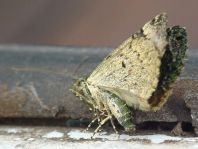 Chloroclysta siterata, Olivgrüner Bindenspanner