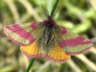 Lythria cruentaria, Ampfer-Purpurspanner