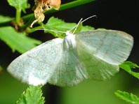 Weißstirn Weißspanner, Cabera pusaria