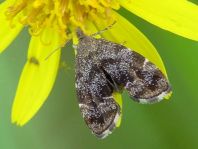 Anthophila fabriciana