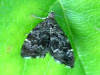 Anthophila fabriciana