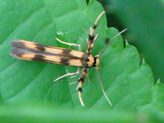Stathmopoda pedella, Balancierstabmotte