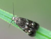 Lepidoptera