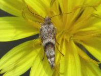 Lepidoptera