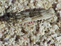 Lepidoptera