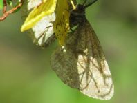 Lepidoptera
