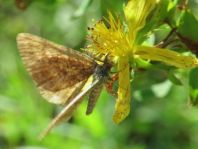 Lepidoptera