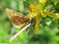 Lepidoptera
