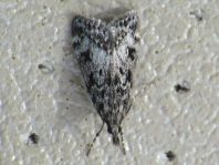 Lepidoptera