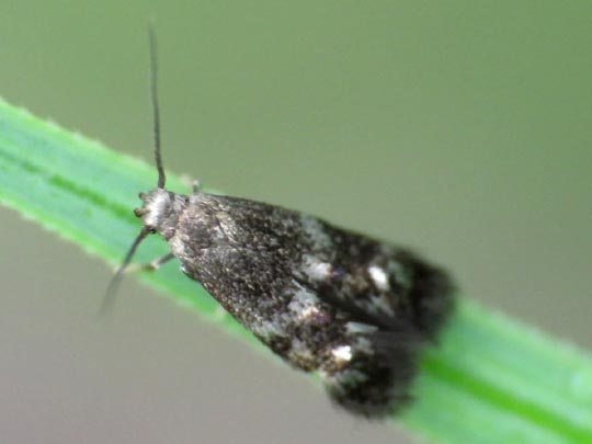 Schmetterlinge, Lepidoptera