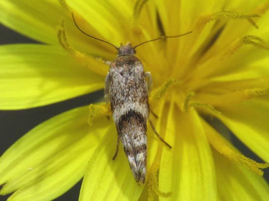 Schmetterlinge, Lepidoptera