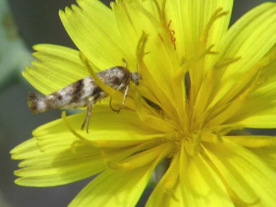 Schmetterlinge, Lepidoptera