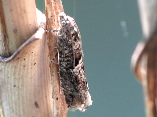 Schmetterlinge, Lepidoptera