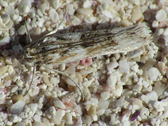 Schmetterlinge, Lepidoptera