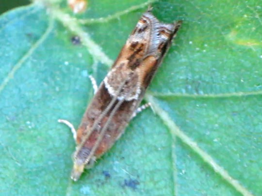Schmetterlinge, Lepidoptera