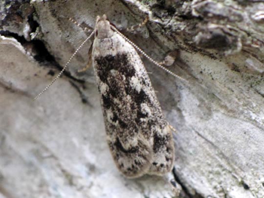 Schmetterlinge, Lepidoptera