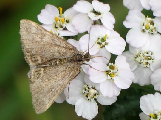 Schmetterlinge, Lepidoptera