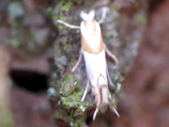 Schmetterlinge, Lepidoptera
