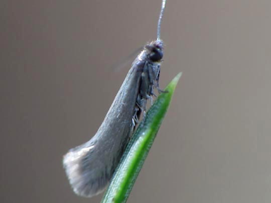 Schmetterlinge, Lepidoptera