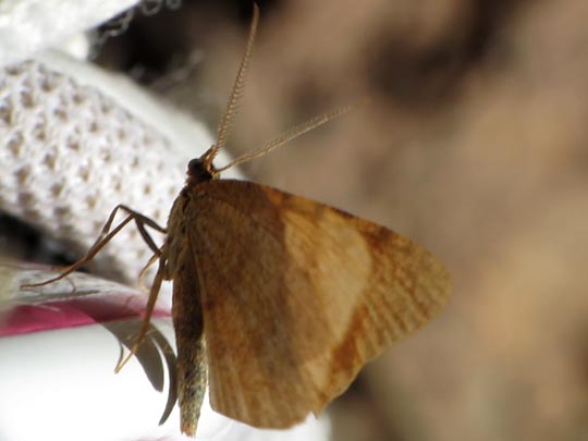 Schmetterlinge, Lepidoptera