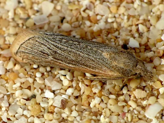 Schmetterlinge, Lepidoptera