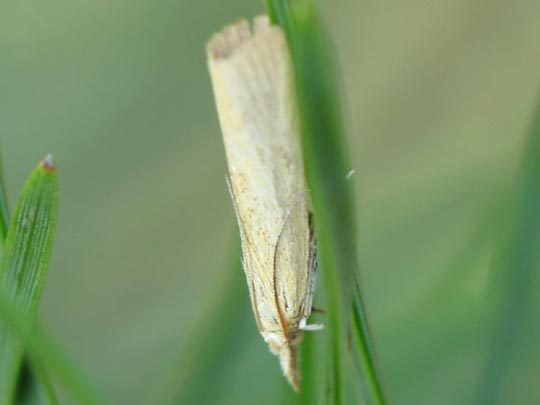 Schmetterlinge, Lepidoptera