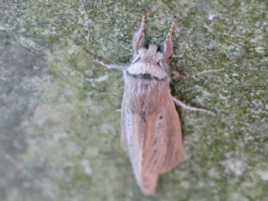 Schmetterlinge, Lepidoptera