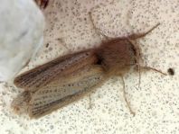 Schmetterlinge, Lepidoptera