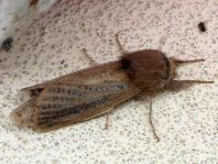 Schmetterlinge, Lepidoptera