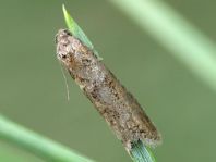 Lepidoptera