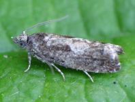 Lepidoptera