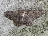 Lepidoptera