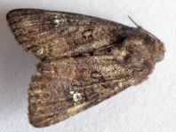 Schmetterlinge, Lepidoptera