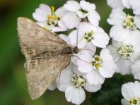 Lepidoptera