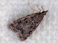 Schmetterlinge, Lepidoptera