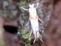 Lepidoptera