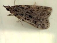Schmetterlinge, Lepidoptera