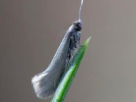 Lepidoptera