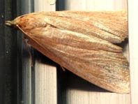 Schmetterlinge, Lepidoptera