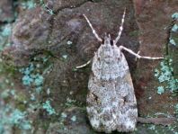 Lepidoptera