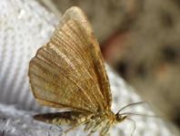 Lepidoptera