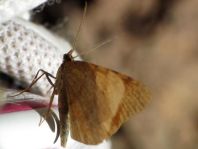 Lepidoptera