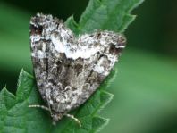 Lepidoptera